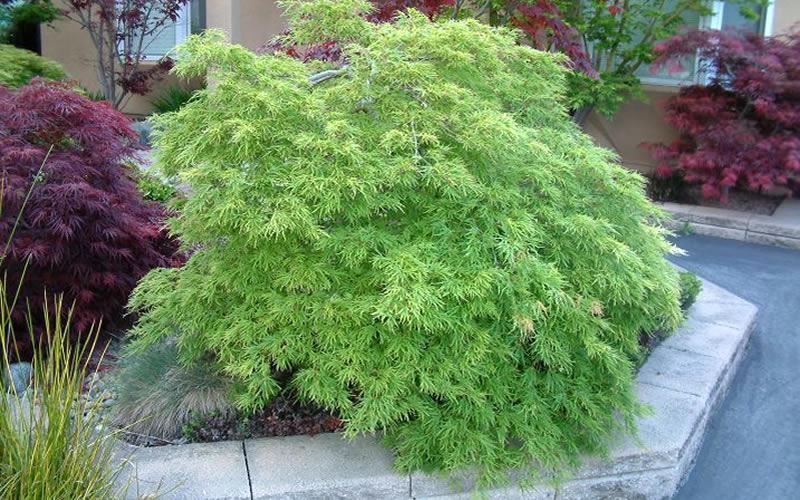  Viridis Dwarf Green Japanese Maple - 7 Gallon Pot