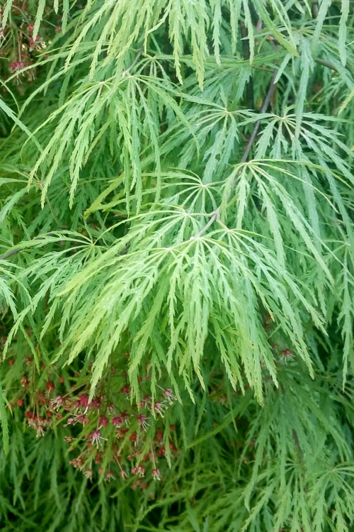  Viridis Dwarf Green Japanese Maple - 1 Gallon Pot