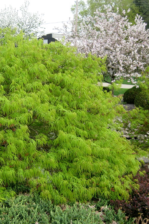  Viridis Dwarf Green Japanese Maple - 7 Gallon Pot