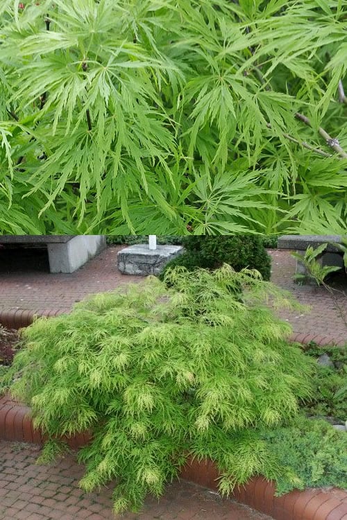  Viridis Dwarf Green Japanese Maple - 2 Gallon Pot