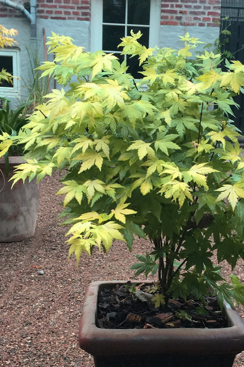  Orange Dream Japanese Maple - 7 Gallon Pot