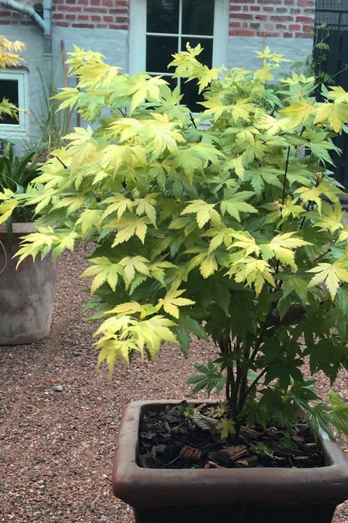  Orange Dream Japanese Maple - 2 Gallon Pot