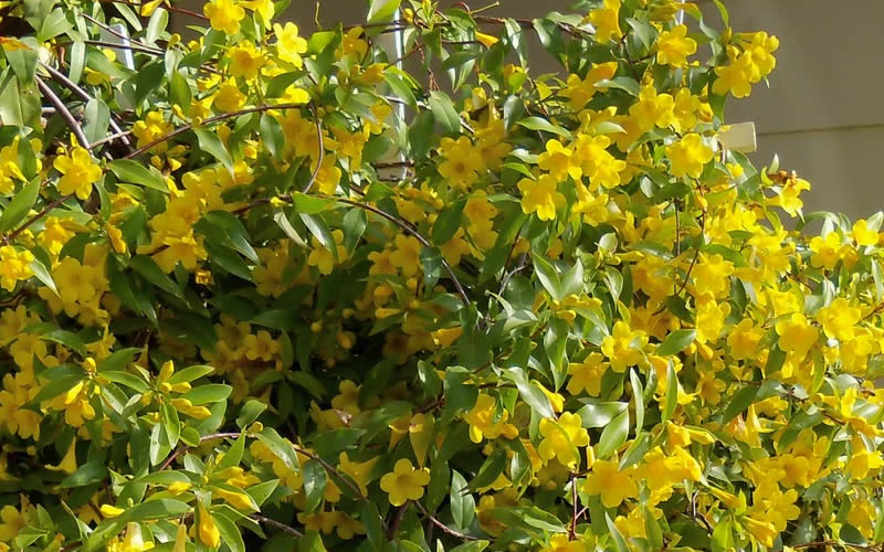  Butterscotch Yellow Jasmine (Jessamine) Gelsemium Sempervirens - 3 Gallon Pot