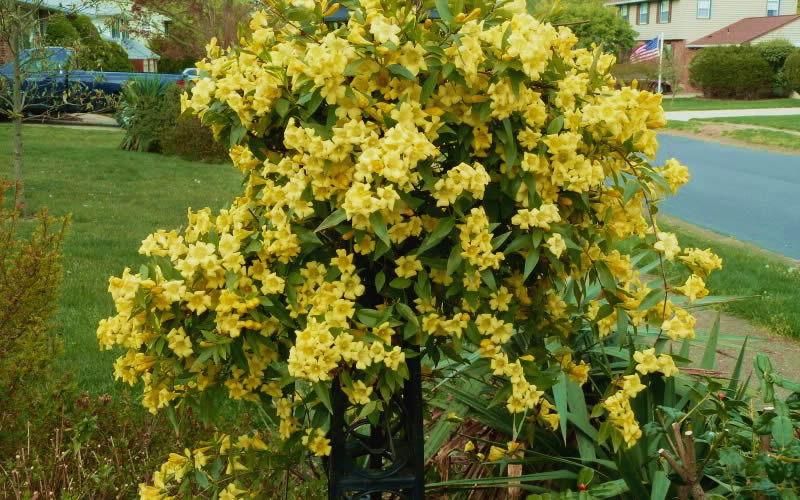  Butterscotch Yellow Jasmine (Jessamine) Gelsemium Sempervirens - 3 Gallon Pot