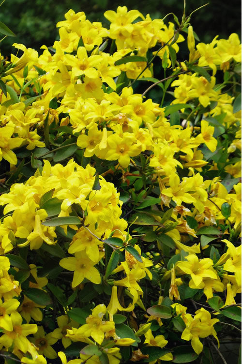  Butterscotch Yellow Jasmine (Jessamine) Gelsemium Sempervirens - 3 Gallon Pot