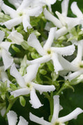  Confederate Jasmine Vine (Trachelospermum Jasminoides) - 1 Gallon Pot