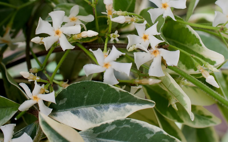  Variegated Confederate Jasmine - Trachelospermum Jasminoides- 1 Gallon Pot