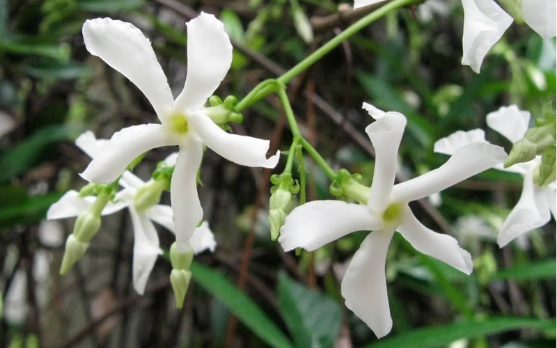  Confederate Jasmine Vine (Trachelospermum Jasminoides) - 1 Gallon Pot