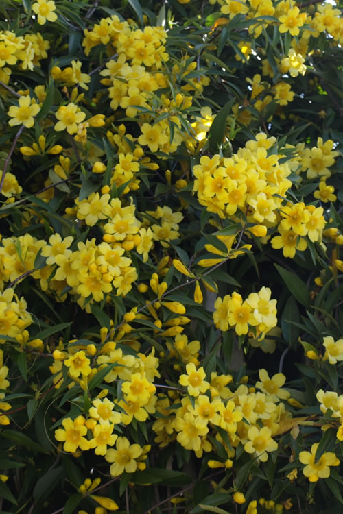  Duet Yellow Jasmine (Jessamine) - 2 Gallon Pot
