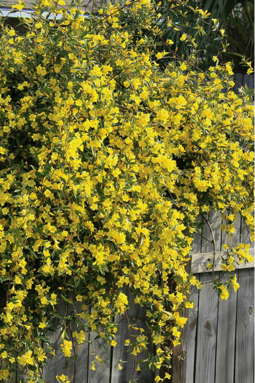  Duet Yellow Jasmine (Jessamine) - 3 Gallon Pot
