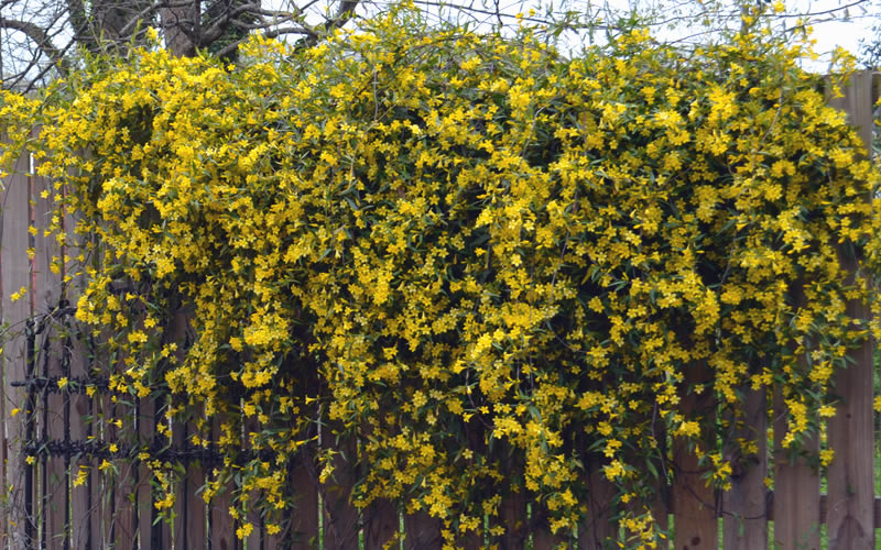  Duet Yellow Jasmine (Jessamine) - 2 Gallon Pot