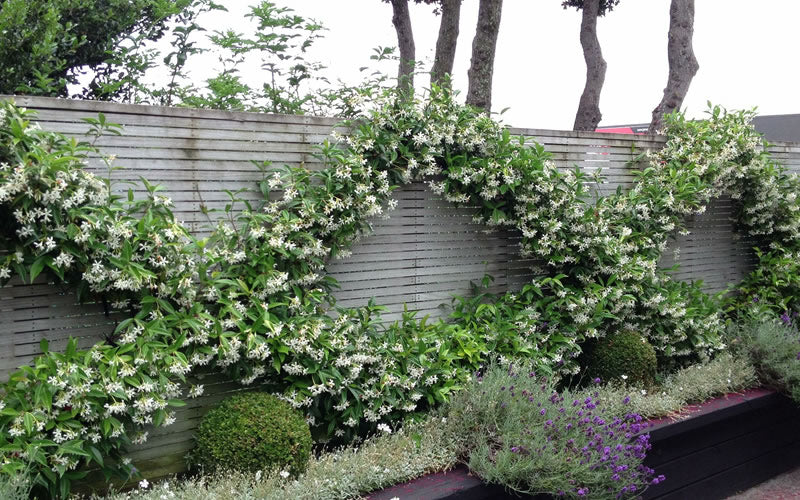  Madison Confederate Jasmine - 1 Gallon Pot