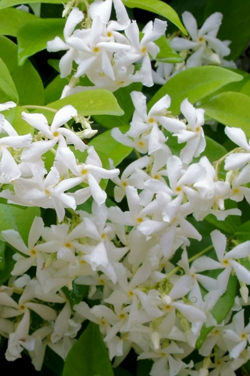  Madison Confederate Jasmine - 1 Gallon Pot