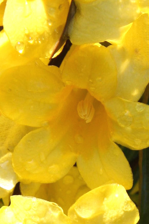  Margarita Cold Hardy Carolina Jasmine Vine (Gelsemium) - 1 Gallon Pot