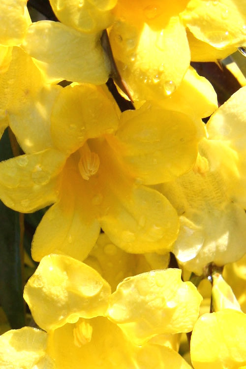  Margarita Cold Hardy Carolina Jasmine Vine (Gelsemium) - 3 Gallon Pot