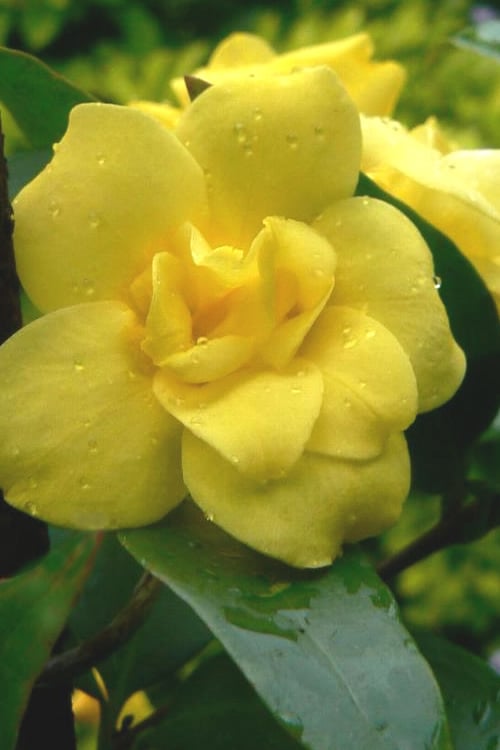  Pride Of Augusta Double Flowering Carolina Jasmine - 3 Gallon Pot