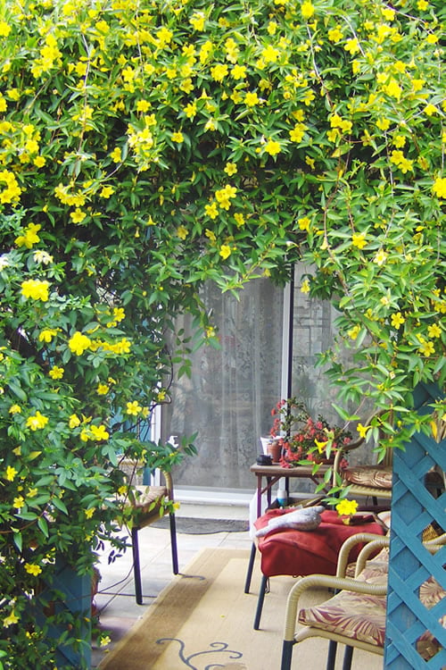  Pride Of Augusta Double Flowering Carolina Jasmine - 3 Gallon Pot