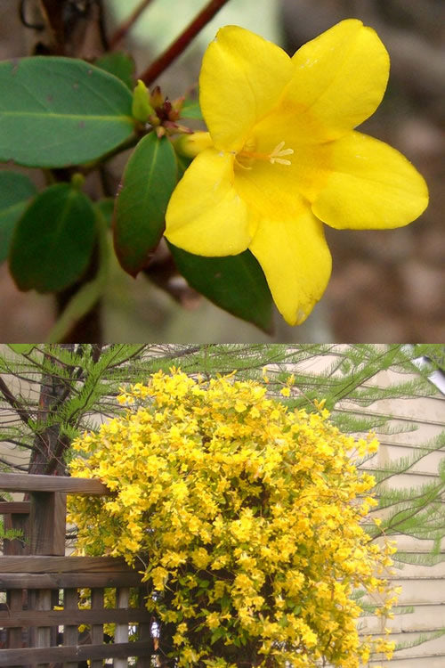  Swamp Carolina Jasmine (Jessamine) - Gelsemium Rankinii - 2 Gallon Pot