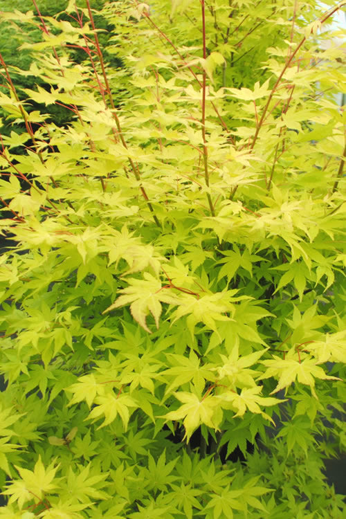  Summer Gold Japanese Maple - 3 Gallon Pot (2.5 -3')