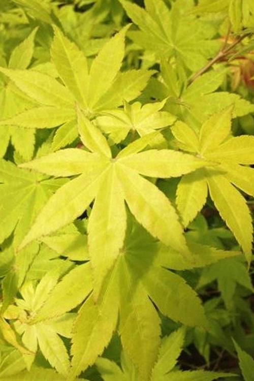  Summer Gold Japanese Maple - 3 Gallon Pot (3-4')