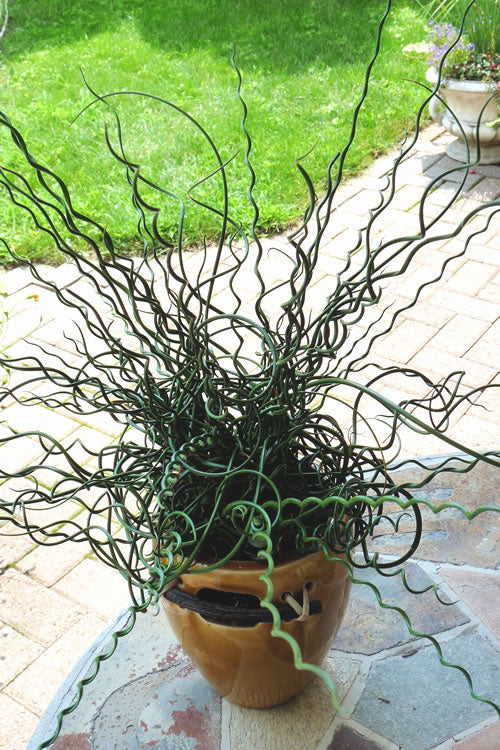  Big Twister Giant Corkscrew Rush (Juncus Effusus) - 5 Pack Of Quart Pots