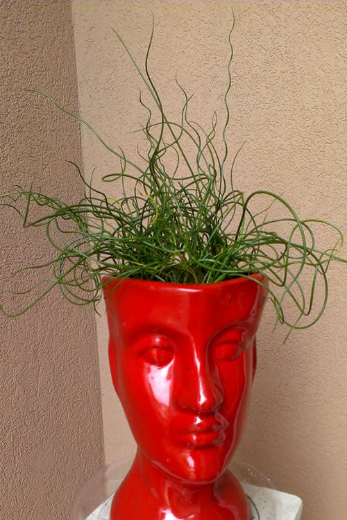  Big Twister Giant Corkscrew Rush (Juncus Effusus) - 6 Pack Of 1 Gallon Pots