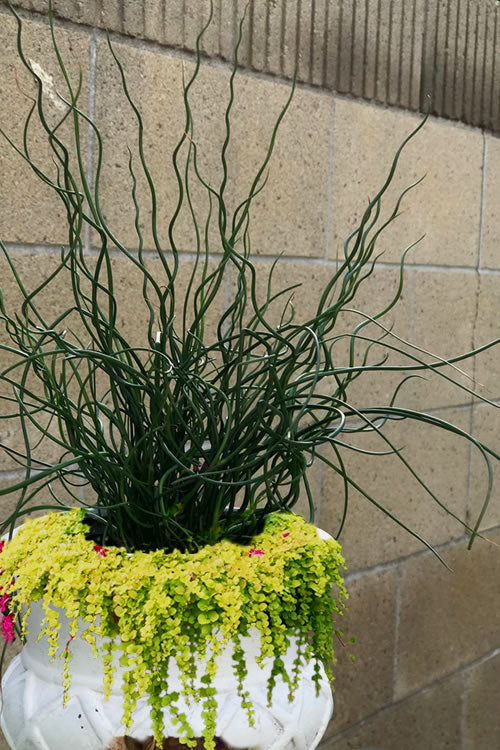  Big Twister Giant Corkscrew Rush (Juncus Effusus) - 6 Pack Of 1 Gallon Pots