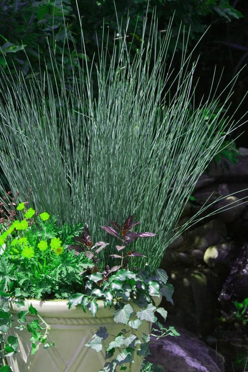  Blue Arrows Rush (Juncus Inflexus) - 8 Pack Of 1 Gallon Pots
