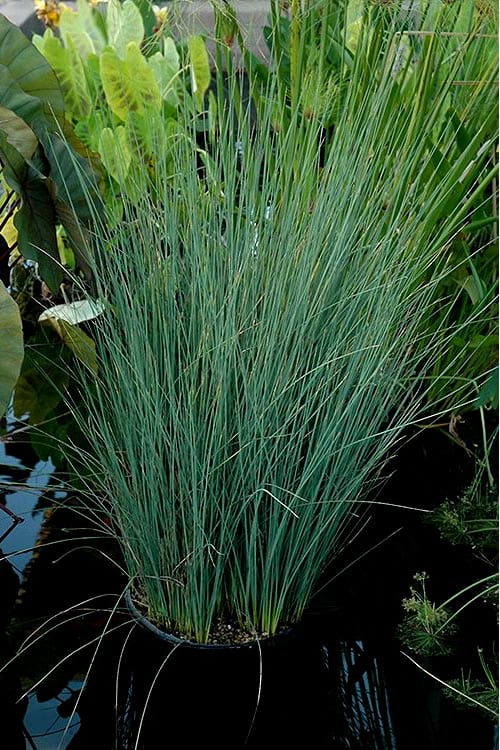  Blue Arrows Rush (Juncus Inflexus) - 8 Pack Of 1 Gallon Pots