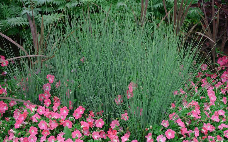 Blue Arrows Rush (Juncus Inflexus) - 6 Pack Of 1 Gallon Pots