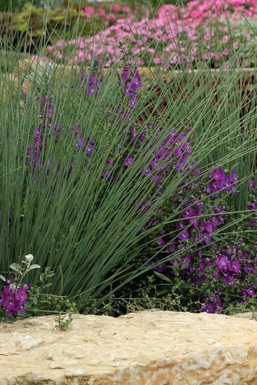  Blue Arrows Rush (Juncus Inflexus) - 8 Pack Of 1 Gallon Pots