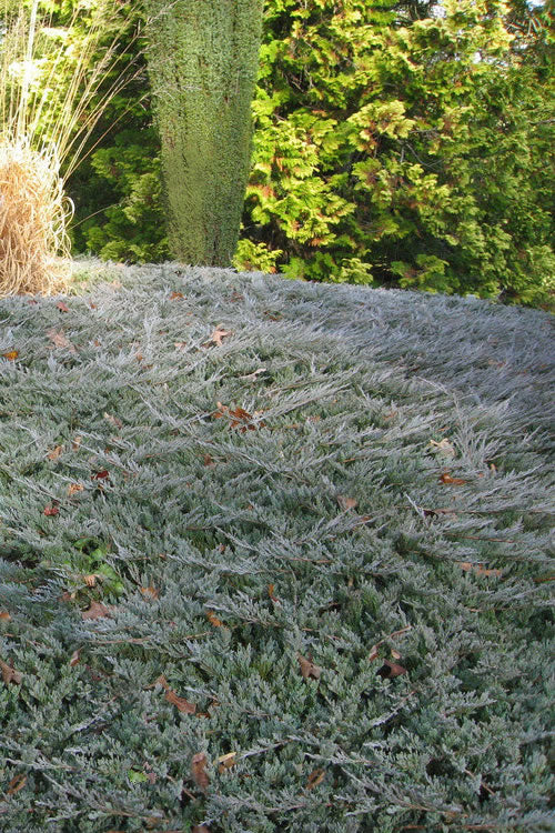  Bar Harbor Juniper - 3 Gallon Pot