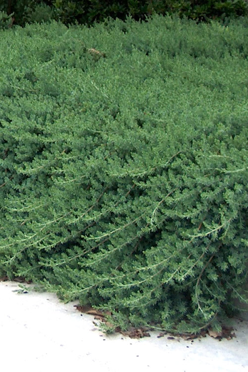  Blue Pacific Juniper - 1 Gallon Pot