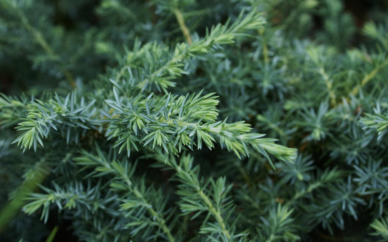  Blue Pacific Juniper - 1 Gallon Pot