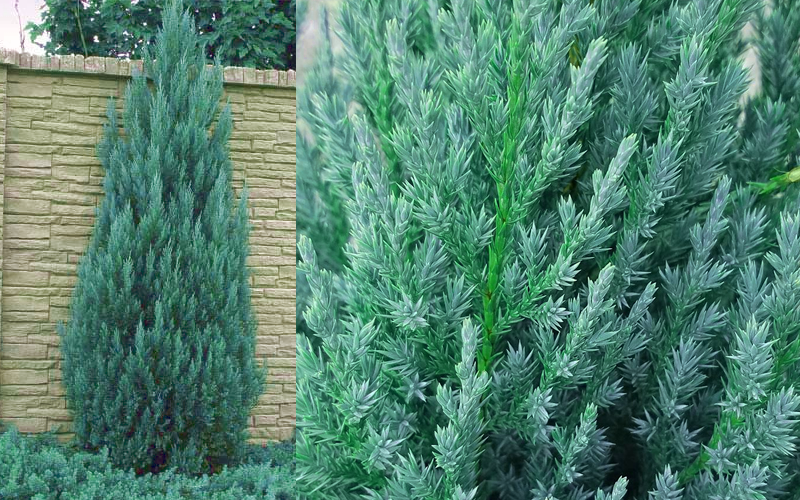  Blue Point Juniper - 7 Gallon Pot (4-5')