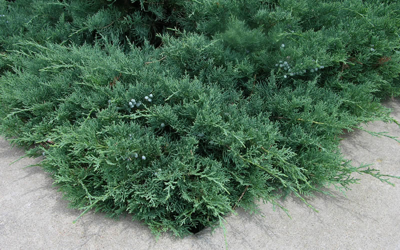  Blue Sargent Juniper - 3 Gallon Pot
