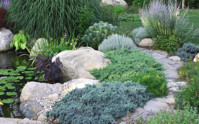  Blue Star Juniper - 6-Pack Of 1 Gallon Pots