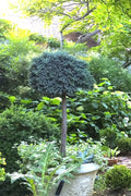  Blue Star Juniper Tree (Single Trunk Topiary) - 1 Gallon Pot