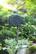  Blue Star Juniper Tree (Single Trunk Topiary) - 2 Gallon Pot