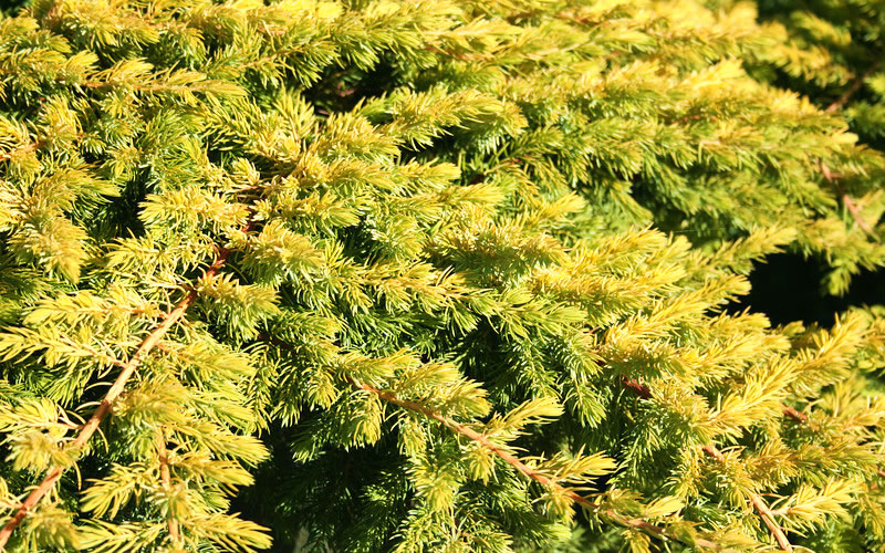  All Gold Golden Pacific Juniper - 6 Pack Of 1 Gallon Pots