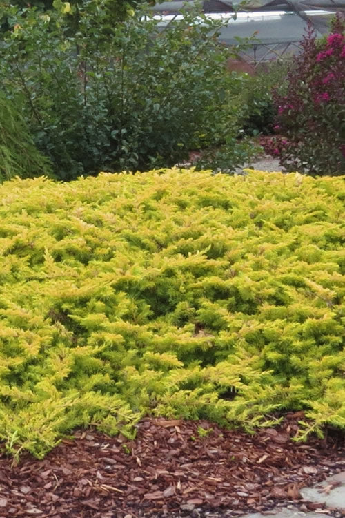  All Gold Golden Pacific Juniper - 6 Pack Of 1 Gallon Pots