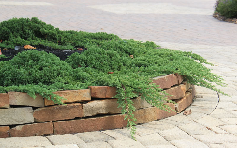  Green Mound Juniper - 3 Gallon Pot