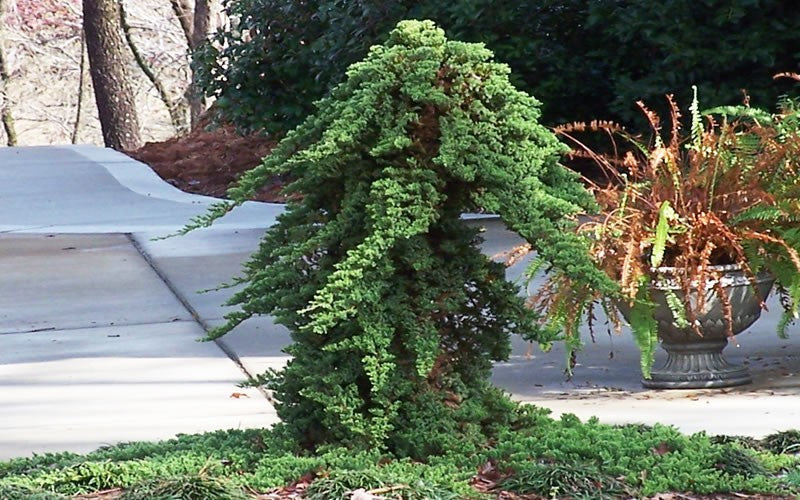  Staked Green Mound Japanese Garden Juniper - 7 Gallon Pot