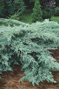  Grey Owl Juniper - 3 Gallon Pot