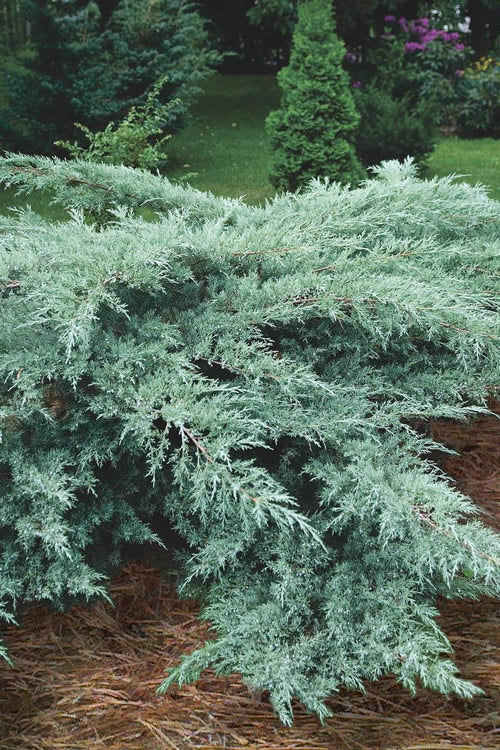  Grey Owl Juniper - 6 Pack Of 1 Gallon Pots