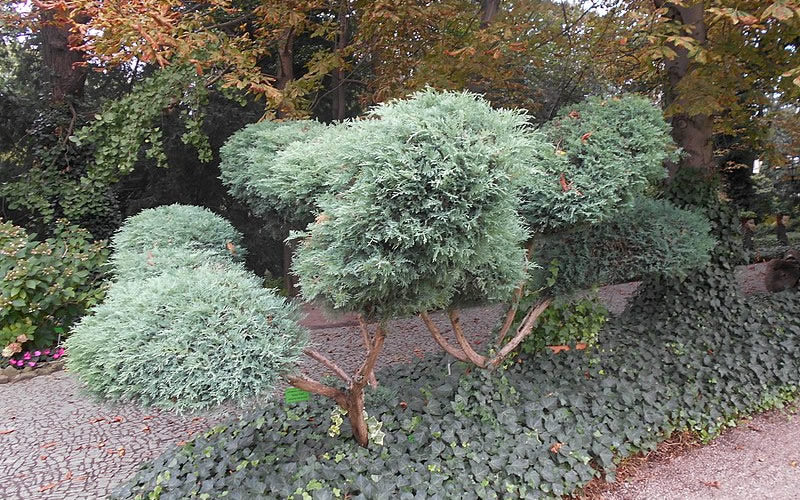  Grey Owl Juniper - 3 Gallon Pot