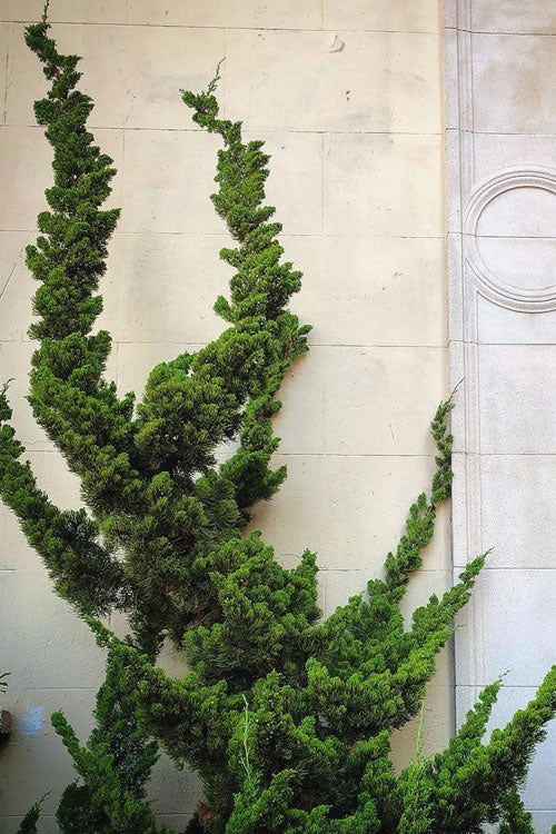  Hollywood Torulosa Juniper - 7 Gallon Pot (4.5 To 5')