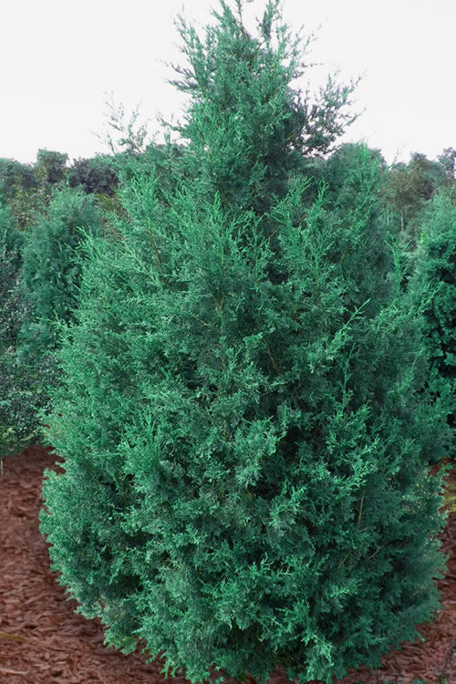  Iowa Juniper - 3 Gallon Pot