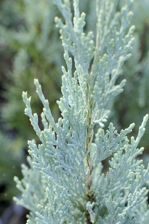  Moonglow Pyramidal Blue Juniper - 1 Gallon Pot