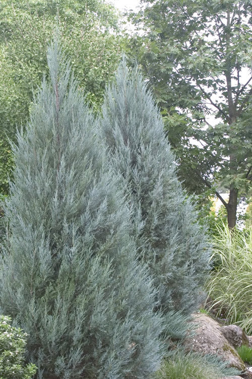  Moonglow Pyramidal Blue Juniper - 2 Gallon Pot